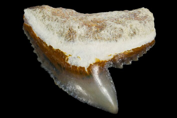 Fossil Tiger Shark Tooth - Bone Valley, Florida #113864